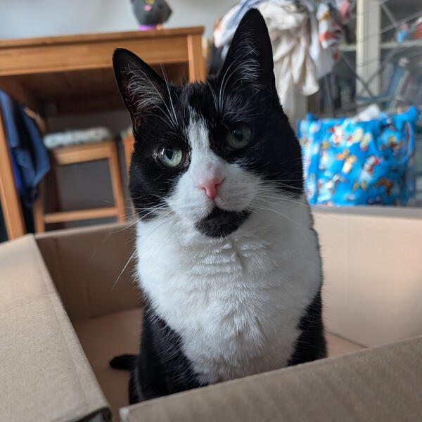 Mouse A black and white cat with green eyes sitting inside a brown box